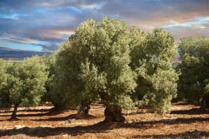 Ancient Cerignola olive trees (Olea europaea), Ostuni, Apulia, Italy, Europe